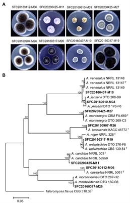 Biocontrol Potential of Aspergillus Species Producing Antimicrobial Metabolites